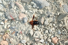 Megachile sicula