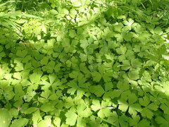 Anemonastrum baicalense