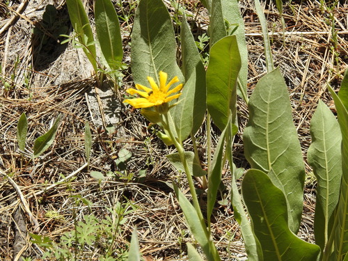 Stanford Rock Trail