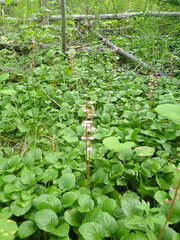 Pyrola asarifolia incarnata