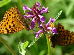 Argynnis adippe