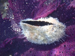 Pteria colymbus