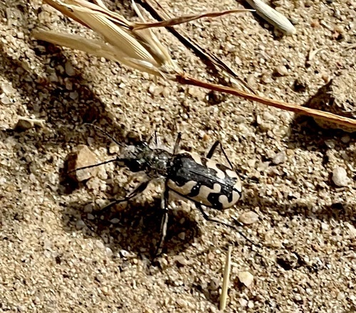 Western Beach Tiger Beetle photo 4
