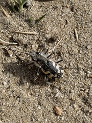 Cicindela latesignata