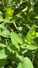 Apocynum cannabinum