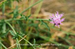 Centaurea paniculata
