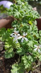 Pelargonium fragrans