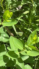Pieris rapae