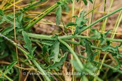 Centaurea paniculata