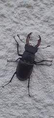 Lucanus cervus