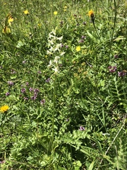 Platanthera muelleri
