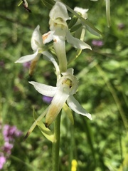 Platanthera muelleri
