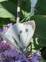 Pieris brassicae