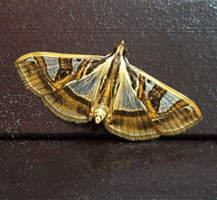 Glyphodes pyloalis