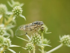 Cicadatra platyptera
