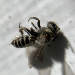 Megachile