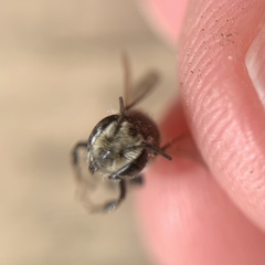 Megachile