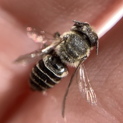 Megachile