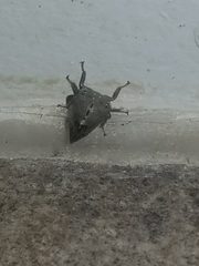 Telamona decorata