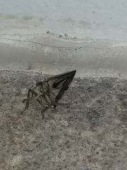Telamona decorata