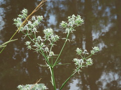 Eryngium aquaticum