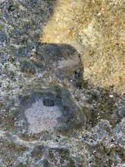 Fissurella barbadensis