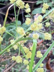Cyperus pseudovegetus