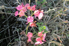 Limonium peregrinum