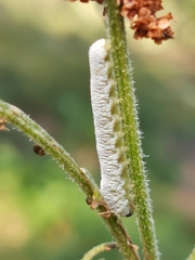 Tenthredo rubricoxis