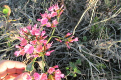 Limonium peregrinum