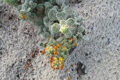 Manulea tomentosa