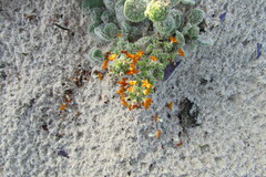 Manulea tomentosa