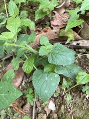 Ageratum houstonianum