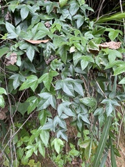 Passiflora suberosa
