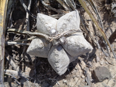 Astrophytum coahuilense