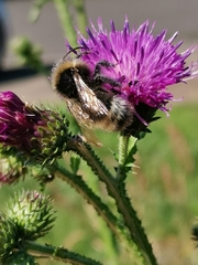 Bombus