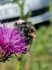 Bombus