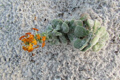 Manulea tomentosa