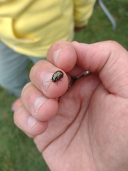 Chrysolina americana