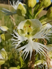 Platanthera praeclara