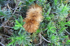 Pteronia onobromoides