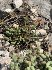 Fumana ericifolia