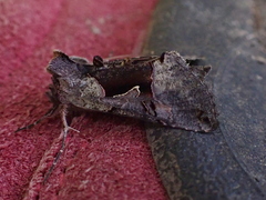 Autographa ampla