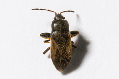 Megalonotus sabulicola