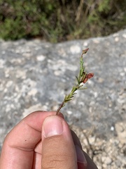 Fumana ericifolia