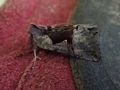 Autographa ampla