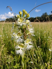 Platanthera praeclara