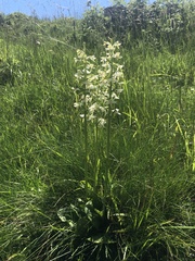 Platanthera muelleri