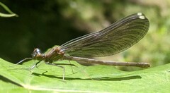 Calopteryx maculata