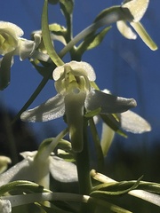 Platanthera muelleri